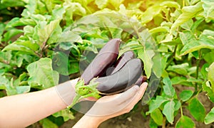 The farmer harvests ripe eggplants in the field. Growing fresh organic vegetables on the farm. Aubergine. Solanum melongena L.