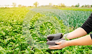 The farmer harvests ripe eggplants in the field. Picking of fresh vegetable. Growing organic vegetables. Agriculture, farming.