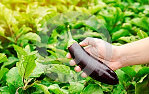 The farmer harvests ripe eggplants in the field. Picking of fresh vegetable. Growing organic vegetables. Agriculture, farming.
