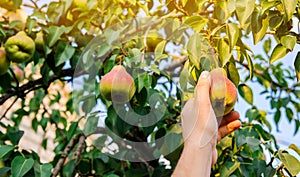 The farmer harvests ripe pears in the garden. Fruits on the tree. Healthy, natural fruits. Selective focus