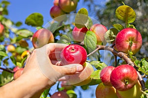 A farmer harvests ripe red apples in an orchard