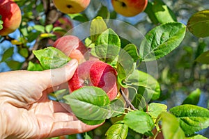 A farmer harvests ripe red apples in an orchard