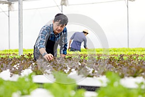 A farmer harvests veggies from a hydroponics garden. organic fresh grown vegetables and farmers laboring in a greenhouse with a