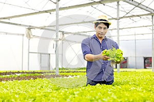 A farmer harvests veggies from a hydroponics garden. organic fresh grown vegetables and farmers laboring in a greenhouse with a