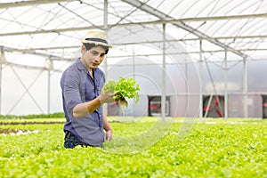 A farmer harvests veggies from a hydroponics garden. organic fresh grown vegetables and farmers laboring in a greenhouse with a