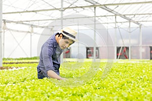 A farmer harvests veggies from a hydroponics garden. organic fresh grown vegetables and farmers laboring in a greenhouse with a