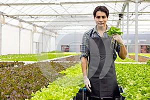 A farmer harvests veggies from a hydroponics garden. organic fresh grown vegetables and farmers laboring in a greenhouse with a