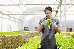 A farmer harvests veggies from a hydroponics garden. organic fresh grown vegetables and farmers laboring in a greenhouse with a