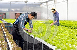 A farmer harvests veggies from a hydroponics garden. organic fresh grown vegetables and farmers laboring in a greenhouse with a