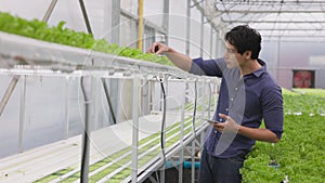 A farmer harvests veggies from a hydroponics garden with tablet. organic fresh grown vegetables and farmers laboring in a
