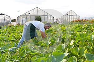 Farmer harvests zucchini on a vegetable field of the farm