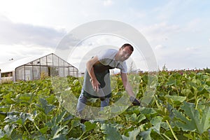 Farmer harvests zucchini on a vegetable field of the farm