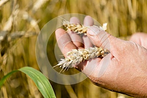 Farmer has care of his wheat field