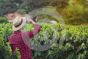 Farmer with hat in cultivated coffee field plantation