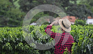 Farmer with hat in cultivated coffee field plantation