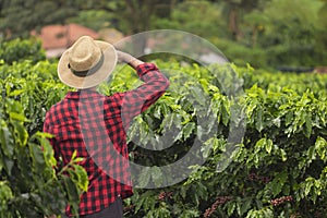 Farmer with hat in cultivated coffee field plantation