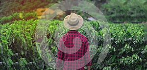 Farmer with hat in cultivated coffee field plantation