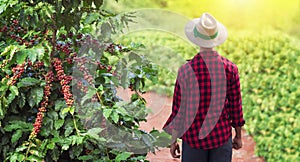 Farmer with hat next on coffee plant with ripe red fruits, ready for harvest, field at sunset. Space for text