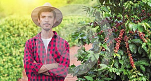 Farmer with hat next on coffee plant with ripe red fruits, ready for harvest, field at sunset. Space for text