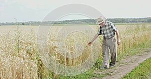 The farmer in hat walking and touches the ripe wheat in field in sunny day