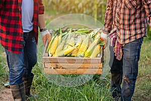 The farmer helped to raise the crates containing sweet corn harvested in the corn fields. Farmers harvest sweet corn  in the corn photo
