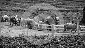 Farmer herd buffaloes to cattle pen