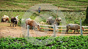 Farmer herd buffaloes to cattle pen