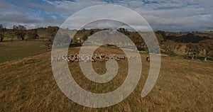 Farmer herding sheep by motorcycle