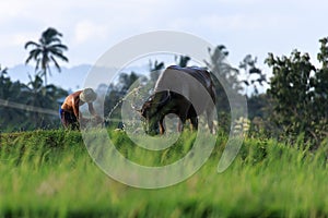 The Farmer and His Cow in West Sumatra