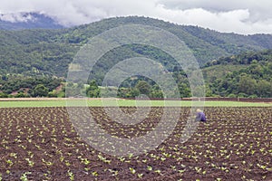 Farmer and his garden