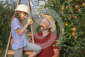 Farmer and His Little Daughter on Ladder in Apple Orchard