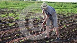 Farmer with hoe weeding field with young growth of corn at organic eco farm