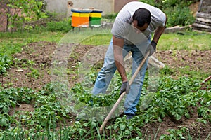 Farmer hoeing the potato plants in garden on spring day