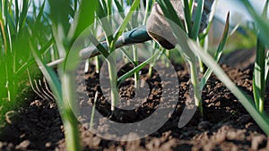 Farmer hoeing soil on garden bed of green onions. Manually ploughing.