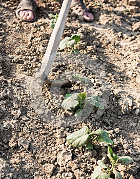 Farmer hoeing vegetable garden