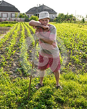 Farmer hoeing vegetable garden