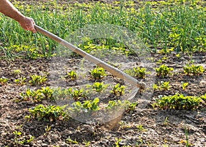 Farmer hoeing vegetable garden