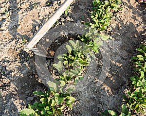 Farmer hoeing vegetable garden