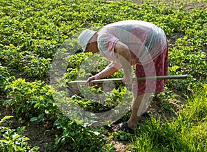 Farmer hoeing vegetable garden