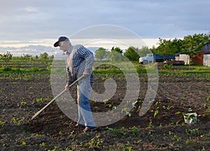 Farmer hoeing vegetable garden