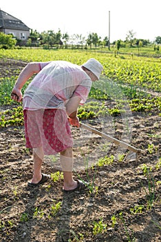 Farmer hoeing vegetable garden