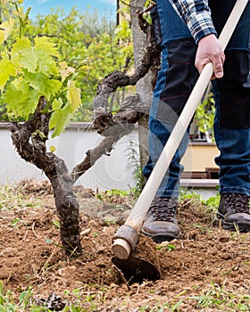 Farmer hoeing in the vineyard. Agriculture