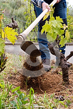 Farmer hoeing in the vineyard. Agriculture