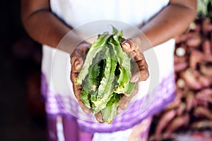 Farmer Hold Fresh Green Psophocarpus Pods in Hand