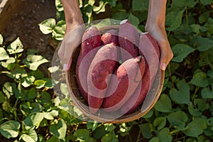 Farmer hold Fresh sweet potato product in wood basket