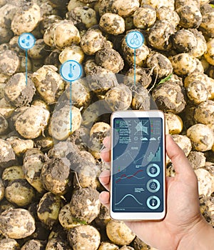 Farmer hold a smartphone on a background of a fresh potatoes. Agricultural startup. Automation and crop quality improvement. High