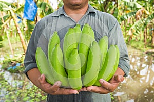 Farmer holdin bananas at his banana garden