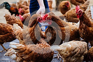 Farmer holding animal feed in white bowl for many chicken hen