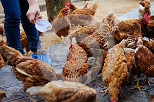 Farmer holding animal feed in white bowl for many chicken hen