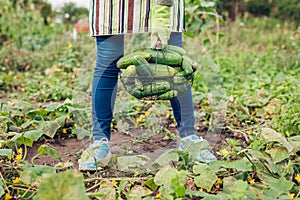 Farmer holding basket full of cucumbers. Gardener harvesting vegetables. Summer crop. Growing healthy food